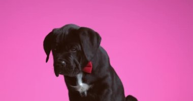 seated cane corso dog wearing a red bowtie, licking his mouth, looking away then behind him on purple background