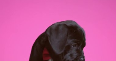 adorable cane corso dog licking his mouth, looking to his side, wearing a red bowtie on purple background