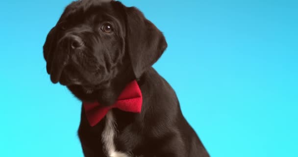 Cute Cane Corso Dog Looking Wearing Red Bowtie Sitting Blue — Video