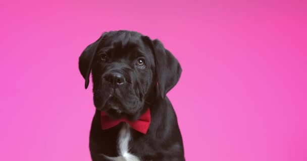 Солодкий Тростинний Собака Відволікається Чимось Над Головою Носить Червону Пов — стокове відео