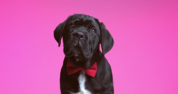 Cane Corso Dog Can Figure Out What Distracting Him Wearing — Video Stock