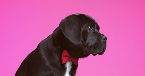 Мила Собака Тростини Дивиться Його Бік Одягнена Червону Краватку Аналізує — стокове відео