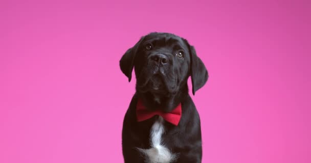 Cane Corso Dog Looking Trying Figure Out What Happening Wearing — Stock Video