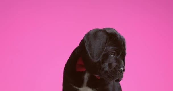 Милий Тростинний Собака Облизує Ніс Вдягнений Червону Краватку Дивиться Його — стокове відео