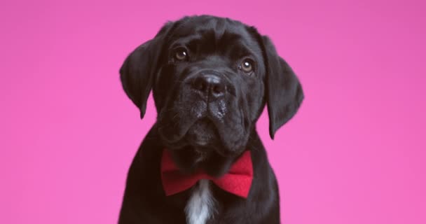 Zuckerrohrkorsohund Mit Roter Fliege Der Dann Die Kamera Schaut Und — Stockvideo