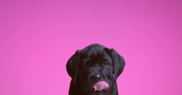 Cane Corso Dog Looking Licking His Mouth Looking Side Purple — Vídeos de Stock