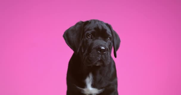 Beautiful Cane Corso Dog Licking His Mouth Looking Away Purple — Stock Video