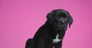 beautiful cane corso dog sitting against purple background, looking away, licking his mouth on purple background