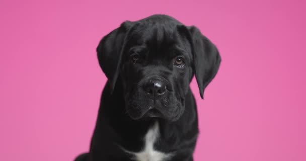 Cute Cane Corso Dog Sniffing Sitting Purple Background — Stockvideo
