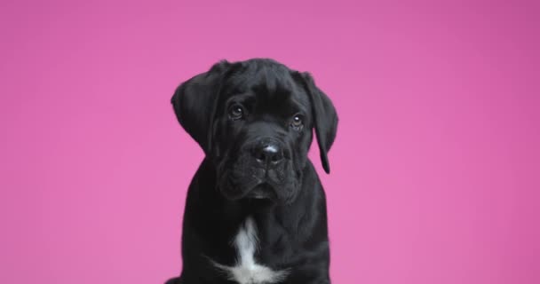 Cane Corso Dog Looking His Side Looking Very Fascinated Purple — Stok video