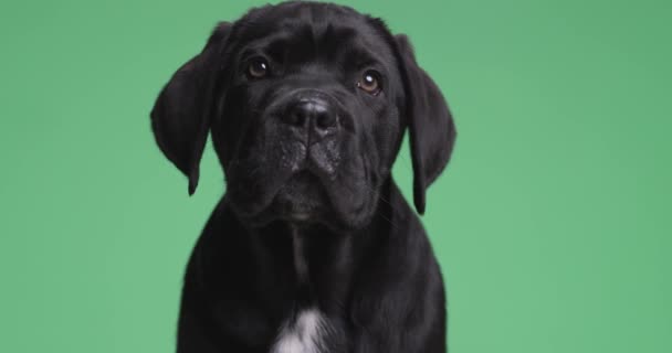 Roztomilý Třtiny Corso Pes Vzhlíží Sedí Proti Zelenému Pozadí — Stock video