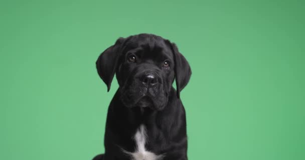 Тростини Собаки Сидячи Зеленому Фоні Дивлячись Вгору — стокове відео