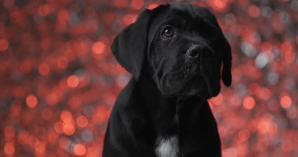 Seated Black Cane Corso Dog Looking Away Turning Side — Vídeos de Stock