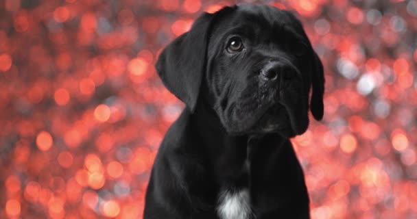 Adorable Cane Corso Dog Looking Away His Side Background Lights — Video Stock