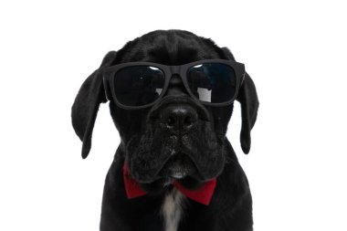 Güneş gözlüğü takan ve beyaz arka planda papyon takan bir köpeğe yaklaş.