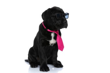 Güneş gözlüğü takmış, kravat takmış, beyaz arka plana bakıyor.