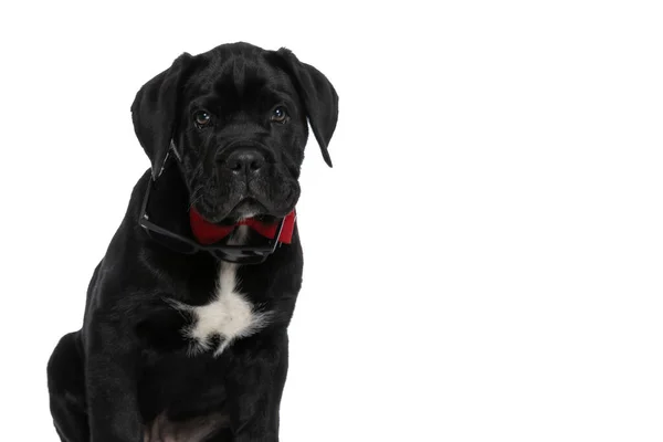 Cute Cane Corso Dog Sunglasses Falling His Eyes Wearing Red — 스톡 사진