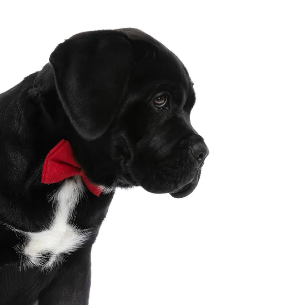 Πλαϊνή Άποψη Ενός Χαριτωμένου Σκύλου Corso Ζαχαροκάλαμου Φορώντας Ένα Κόκκινο — Φωτογραφία Αρχείου