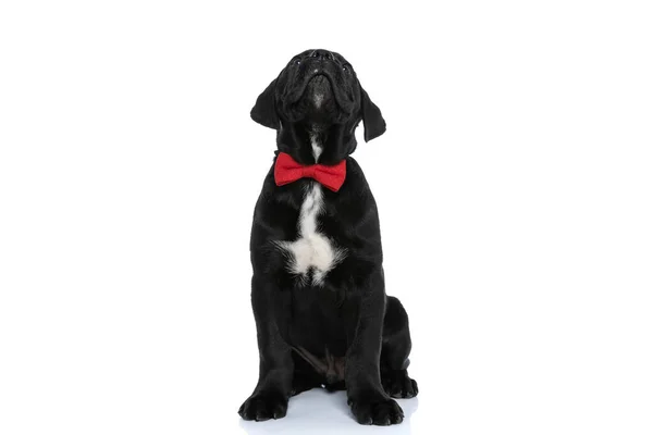 Сидящий Милый Тростниковый Корсо Собака Смотрит Над Головой Носить Красный — стоковое фото