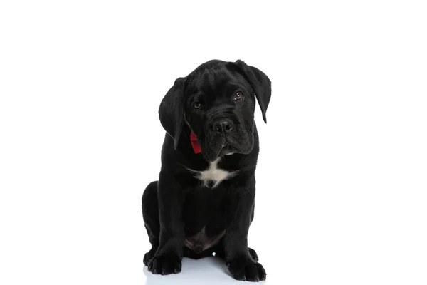 Adorable Seated Cane Corso Dog Making Puppy Eyes Wearing Red — 스톡 사진