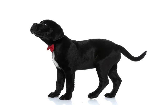 Zijaanzicht Van Een Prachtige Wandelstok Corso Hond Met Een Rode — Stockfoto