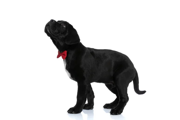 Widok Boku Cute Trzciny Corso Pies Patrząc Górę Noszenie Czerwonej — Zdjęcie stockowe