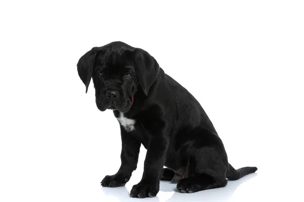 Oturmuş Bir Köpek Kameraya Bakıyor Beyaz Arka Planda Kırmızı Papyon — Stok fotoğraf