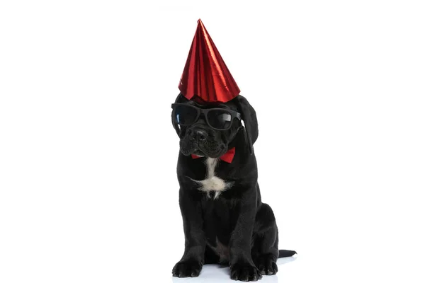 涼しい座っている杖コルソ犬はサングラス 誕生日の帽子 白い背景の蝶ネクタイを身に着けています — ストック写真