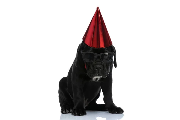 Cane Corso Perro Sentado Con Sombrero Cumpleaños Gafas Sol Una —  Fotos de Stock