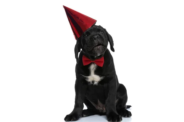 Lindo Perro Bastón Corso Con Sombrero Cumpleaños Cayendo Cabeza Con —  Fotos de Stock