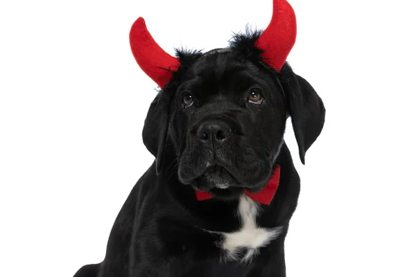 Sweet Cane Corso Dog Looking Away Wearing Devil Horns White — 스톡 사진