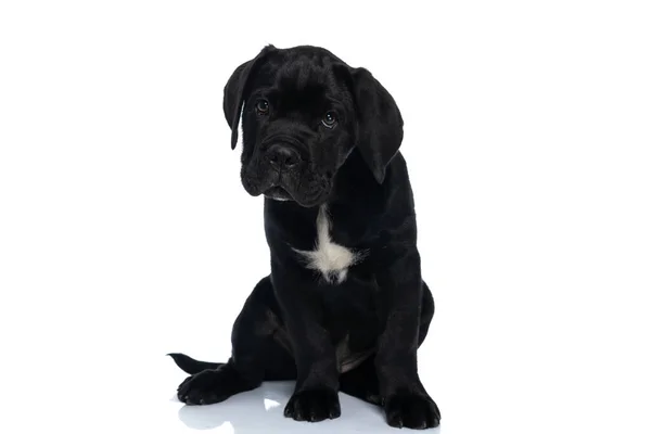 Zoet Riet Corso Hond Kijken Weg Zitten Tegen Witte Achtergrond — Stockfoto