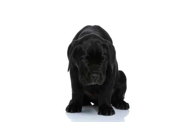 Carino Cane Corso Canna Inchinando Testa Essendo Umile Seduto Sullo — Foto Stock