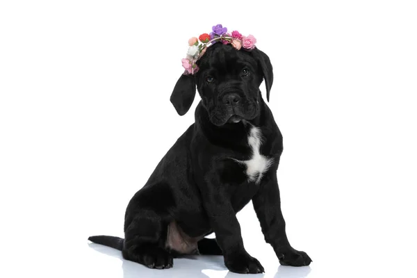 Perro Corso Caña Sentado Llevando Pañuelo Con Flores Mirando Cámara —  Fotos de Stock