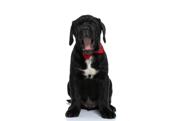 Adorable Cane Corso Dog Screaming Out Loud Wearing Red Bowtie — 스톡 사진
