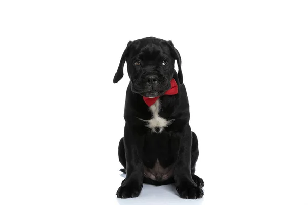 Милий Тростиновий Собака Бурхливий Дивиться Вбік Носить Червону Краватку Білому — стокове фото