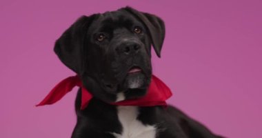 Stüdyoda pembe arka planda uzanmış kırmızı bandanalı siyah çubuk köpek yavrusu soluk soluğa, dilinden dışarı fırlamış ve merakla