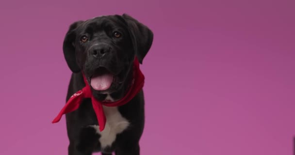 Curioso Perrito Mastín Negro Pie Sobre Fondo Rosa Vistiendo Bandana — Vídeos de Stock