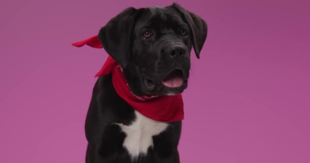 可愛いマスチフ犬パンツと舌出し首周りに赤いバンダナをつけながら横を向いてピンクの背景に立つスタジオ — ストック動画