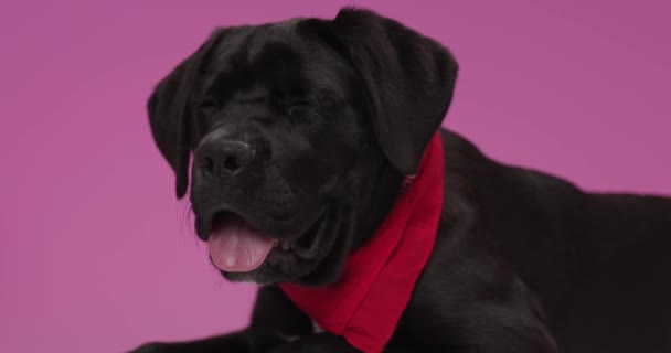 Adorable Bastón Corso Cachorro Con Bandana Roja Alrededor Del Cuello — Vídeo de stock