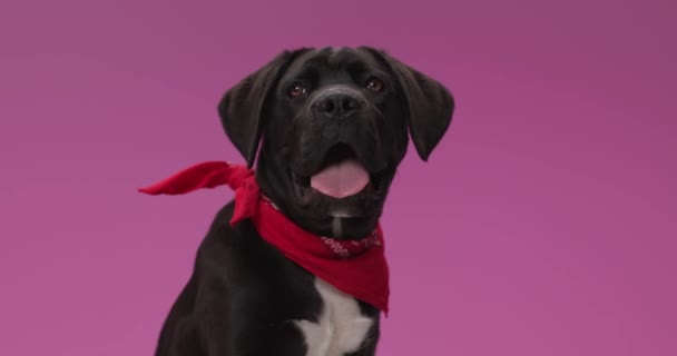 Preguiçoso Lindo Mastim Cachorrinho Segurando Língua Para Fora Olhando Para — Vídeo de Stock