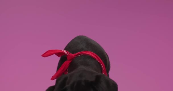 Bello Mastino Cane Guardando Verso Alto Mentre Indossa Bandana Rossa — Video Stock