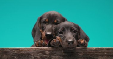 İki tekel köpeği mavi arka plana sarılıp nefes nefese kalıyorlar.