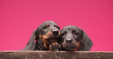 İki küçük tekel köpeği başlarını bir pençesiyle tahtaya yaslayıp ağızlarını yalıyor ve sarılıyorlar.