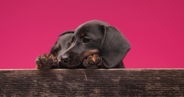 Two Beautiful Teckel Dogs Licking Paws Cuddling Pink Background — Stock Video