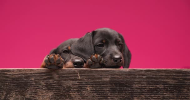 Dos Perros Teckel Dormilones Descansan Uno Sobre Otro Lamen Boca — Vídeos de Stock