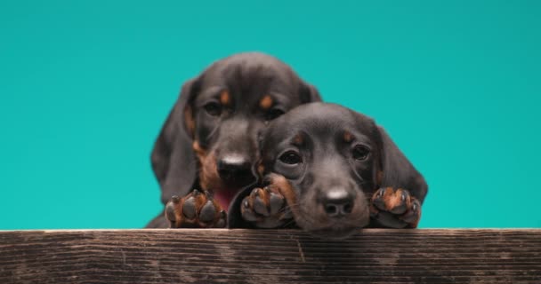 Dois Cães Teckel Estão Abraçando Fundo Azul Ofegante — Vídeo de Stock