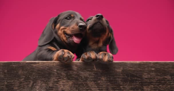 Carino Teckel Cane Prendere Giro Suo Amico Sono Entrambi Amorevoli — Video Stock