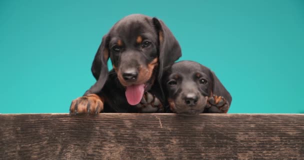 Dois Adoráveis Teckel Cães Estão Ofegando Mostrando Amor Uns Aos — Vídeo de Stock