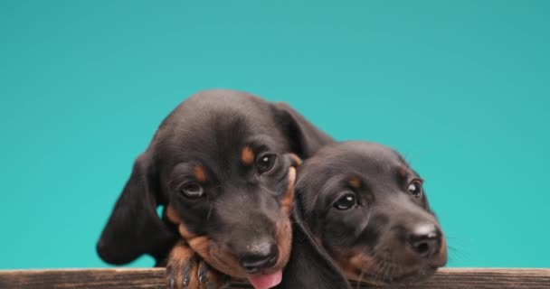 Şirin Tekel Köpeği Arkadaşına Sarılıyor Ağzını Yalıyor Mavi Arka Planı — Stok video